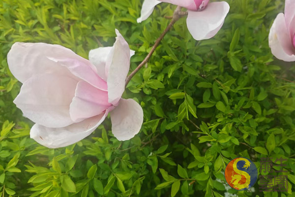 在靜謐的龍生園區，沈陽(yáng)陵園墓地公墓承載著(zhù)未盡的思念與永恒的紀念